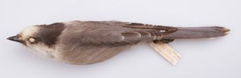 Media type: image;   Ornithology 201208